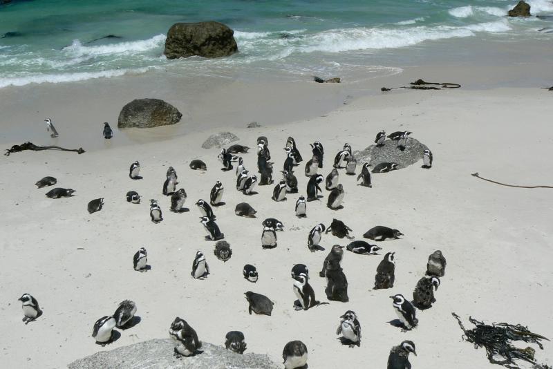 52 PENISOLA DEL CAPO Boulder s Beach